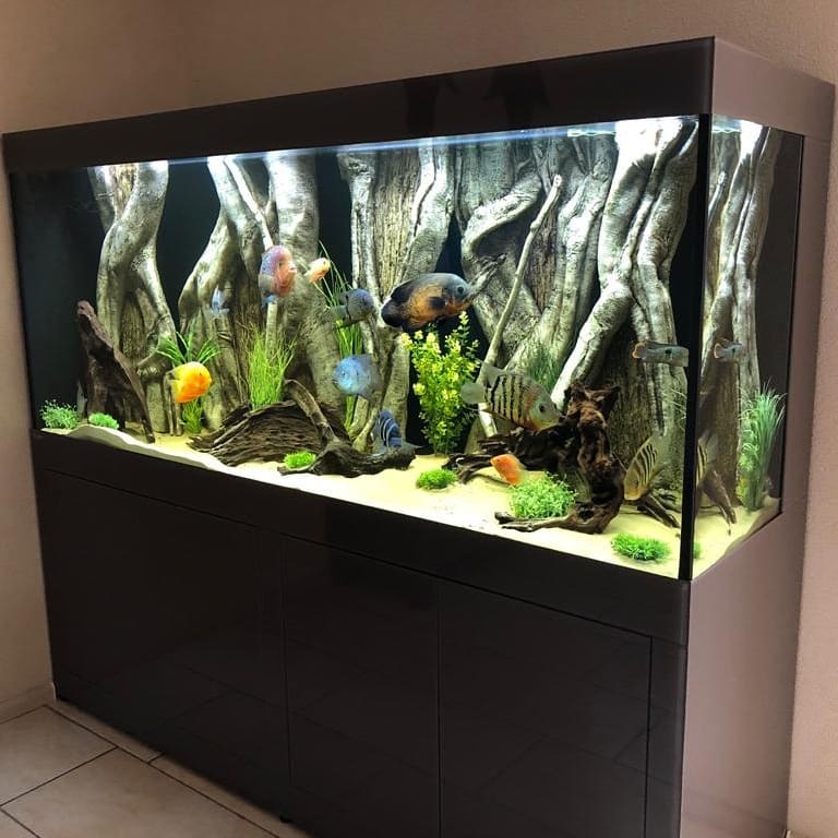 Aquarium achterwand borneo - Aquaria van Wolferen Aquarium achterwand borneo - Aquaria van Wolferen